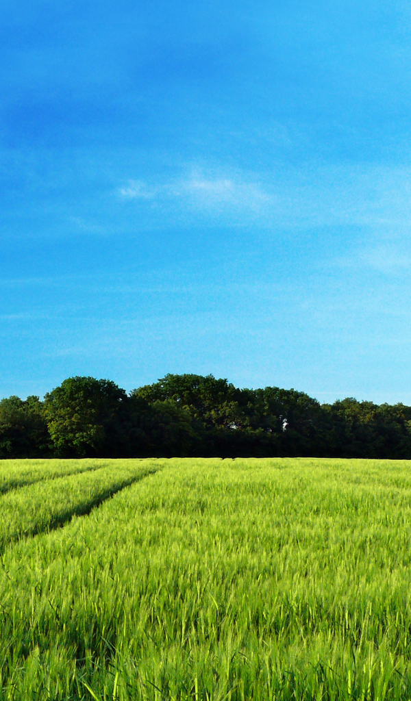 Рожь колосится