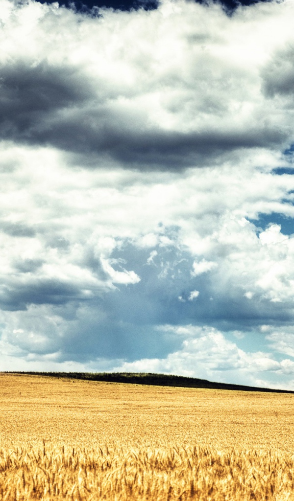 Пшеничное поле