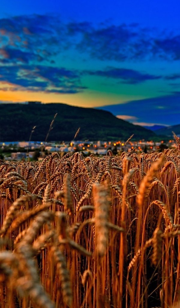 Пшеничное поле