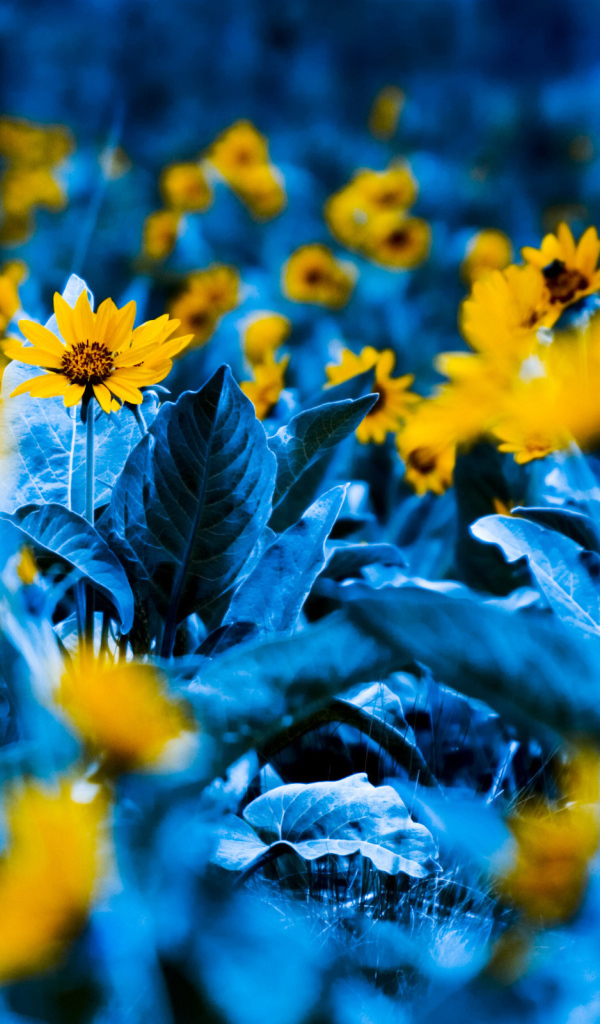 Среди синих листьев