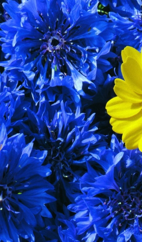 Среди васильков