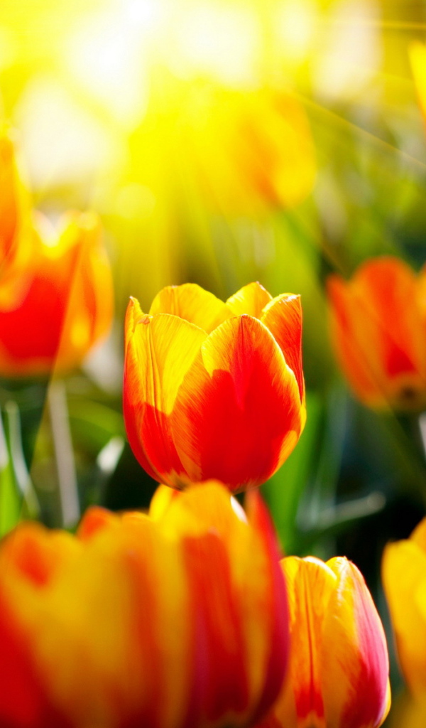 Красивые тюльпаны