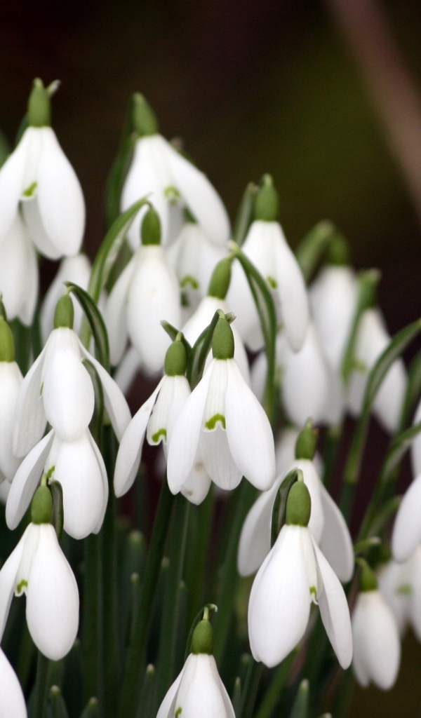 Красивые подснежники