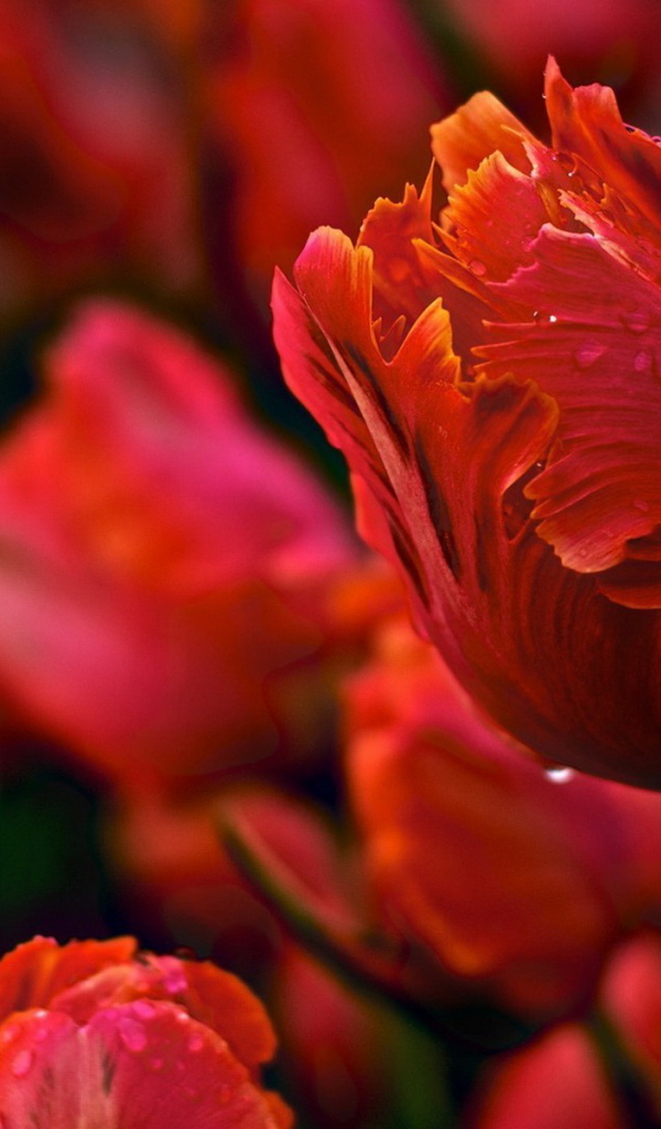 Красивые тюльпаны