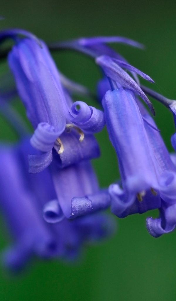 Колокольчики