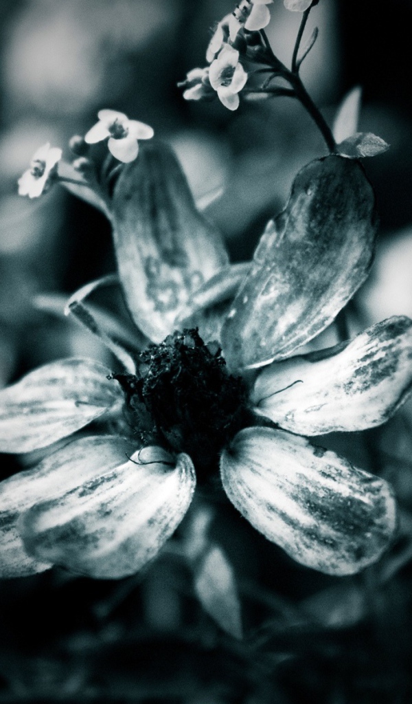 Черно-белый цветок