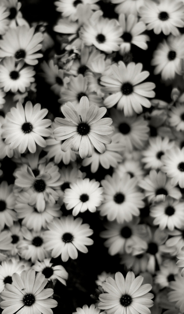 Черно-белые цветы