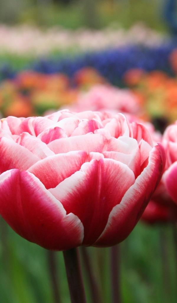 Распустившиеся тюльпаны