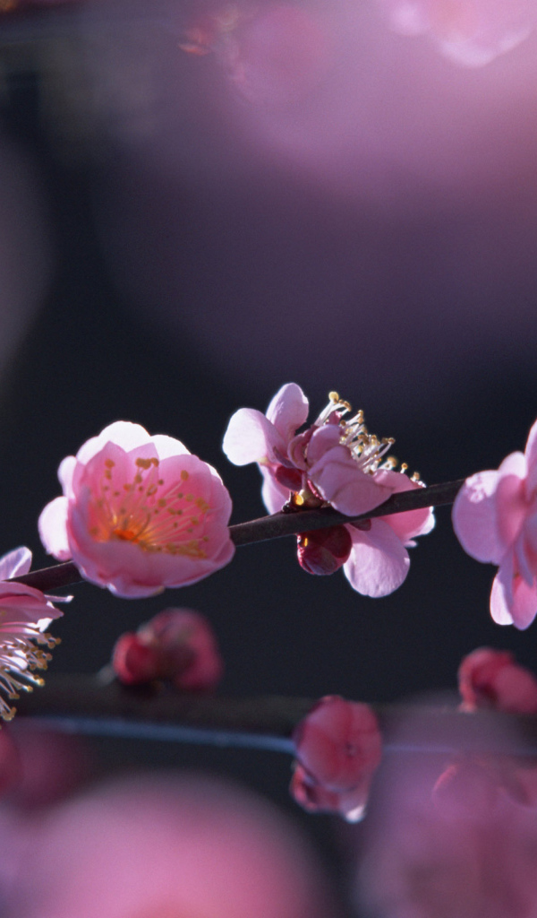 Цветущая яблоня