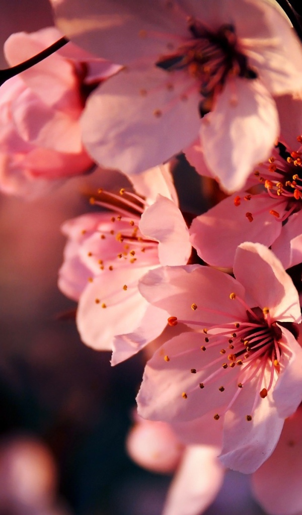 Цветущая ветка