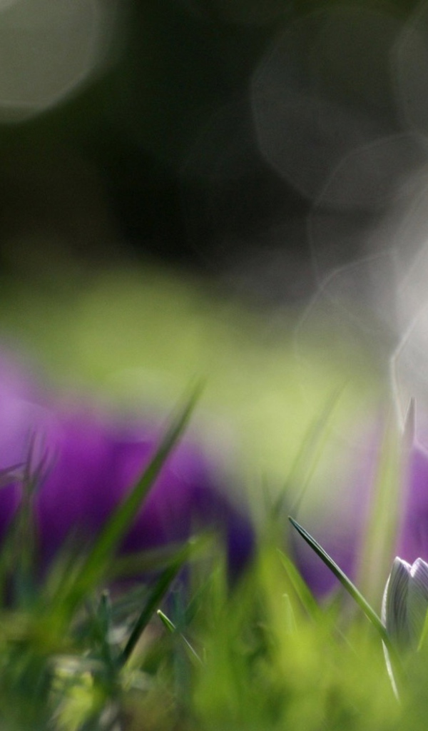 Распустившийся крокус