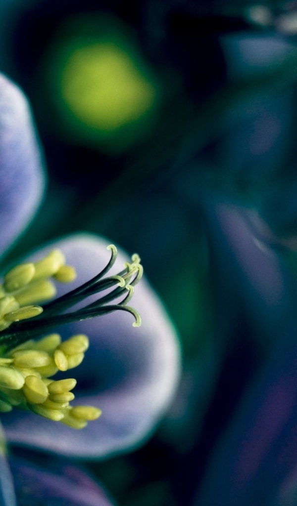 Синий цветок