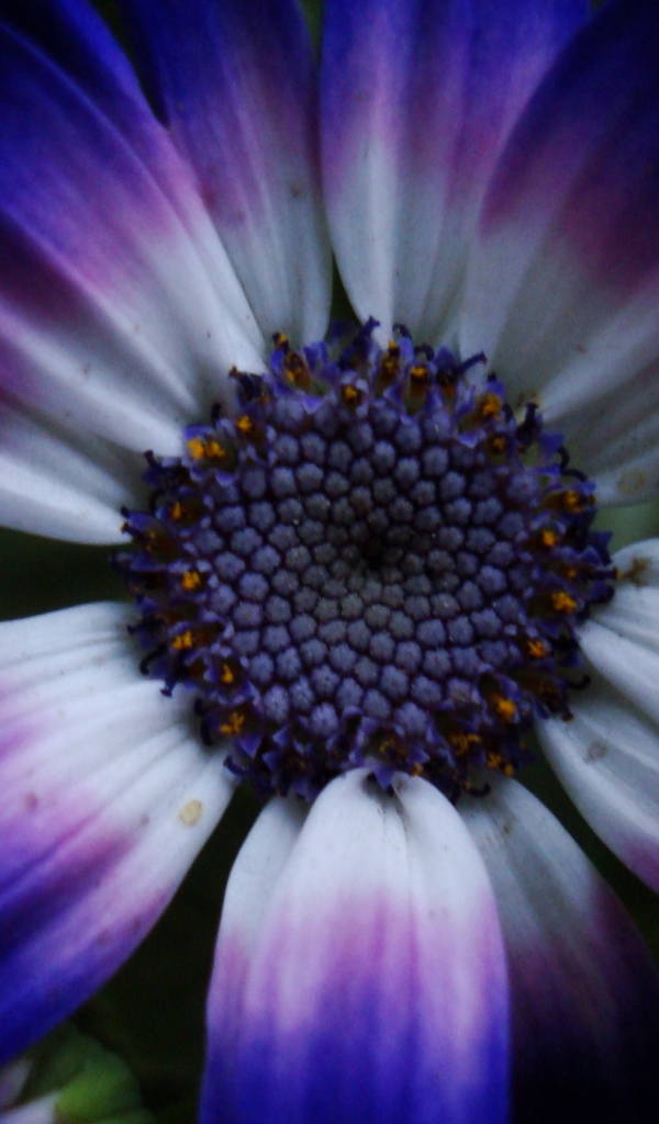 Синий цветок