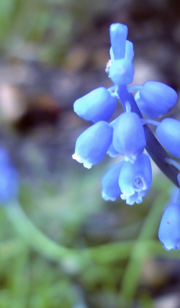 Голубые цветочки