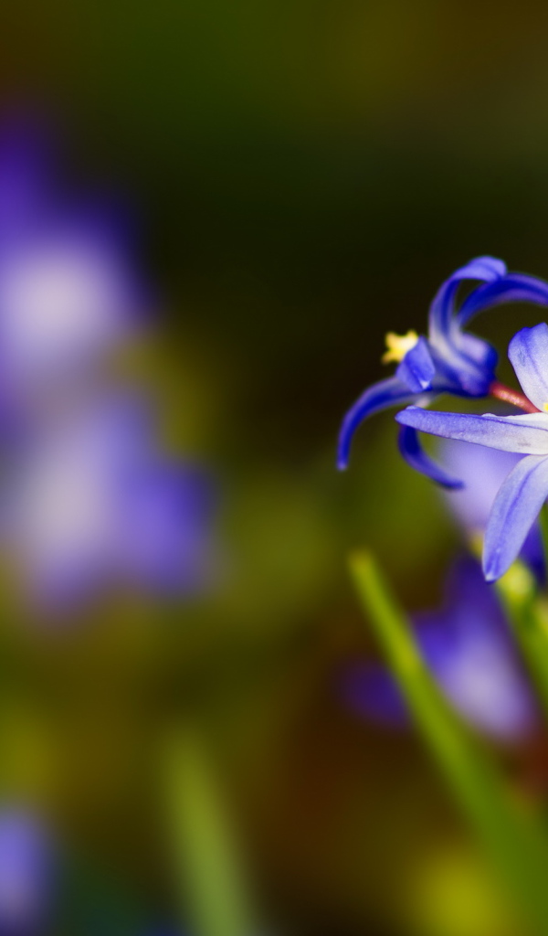 Синии цветочки