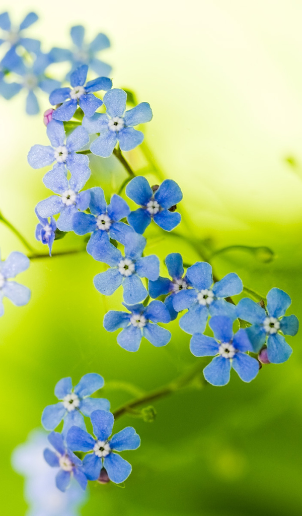 Голубые цветочки