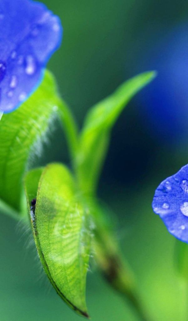 Синие цветочки