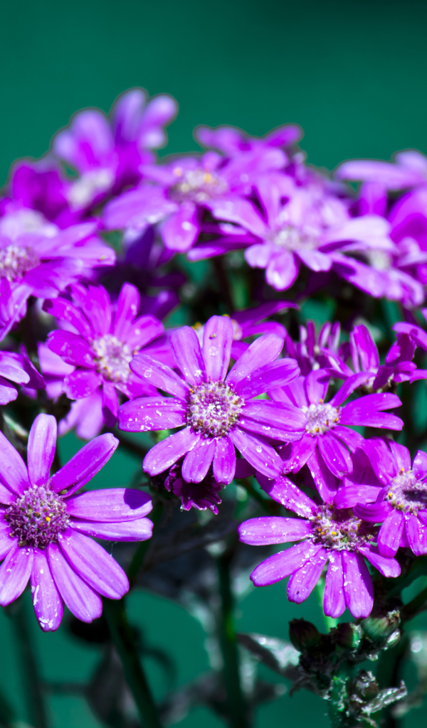 Букет цветов