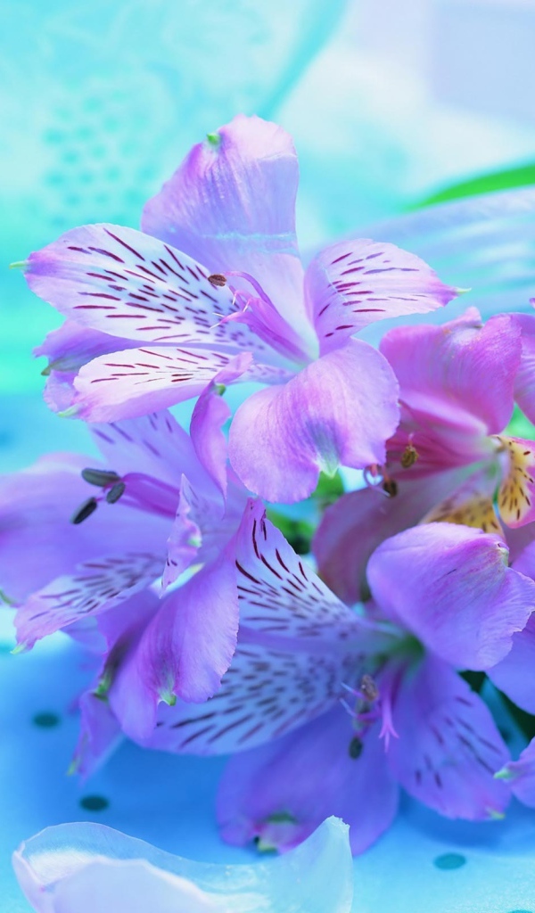 Букет Ирисов