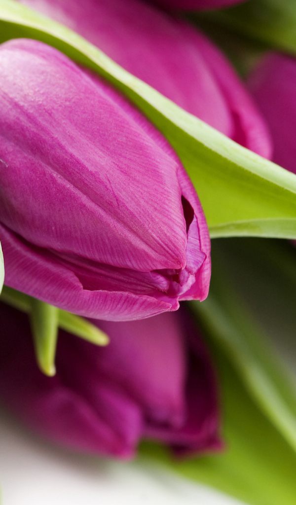 Букет тюльпанов