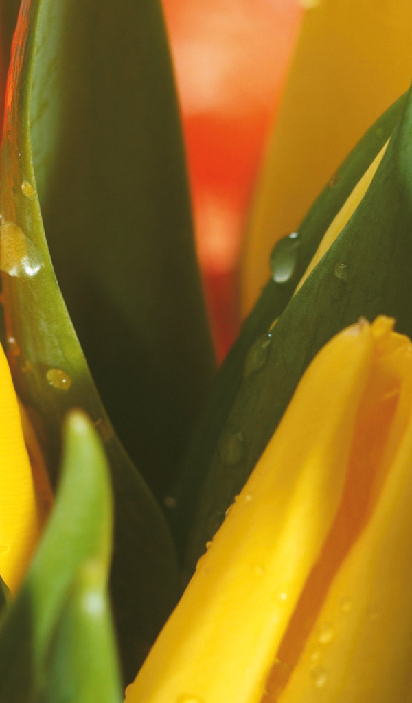 Букет желтых тюльпанов