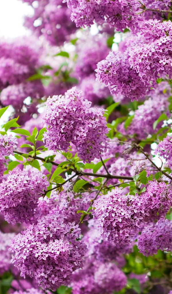 Ветки сирени