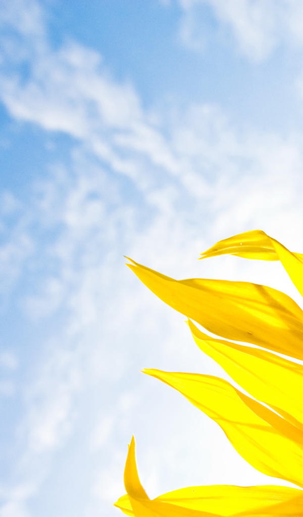 яркий Подсолнух