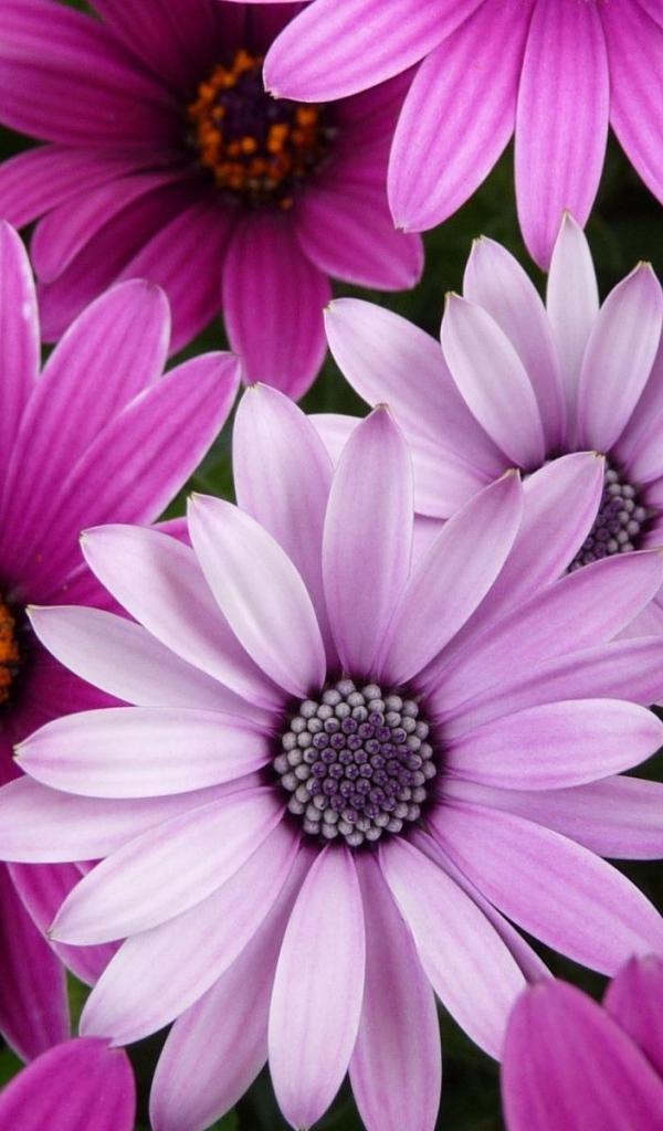 Яркие цветы