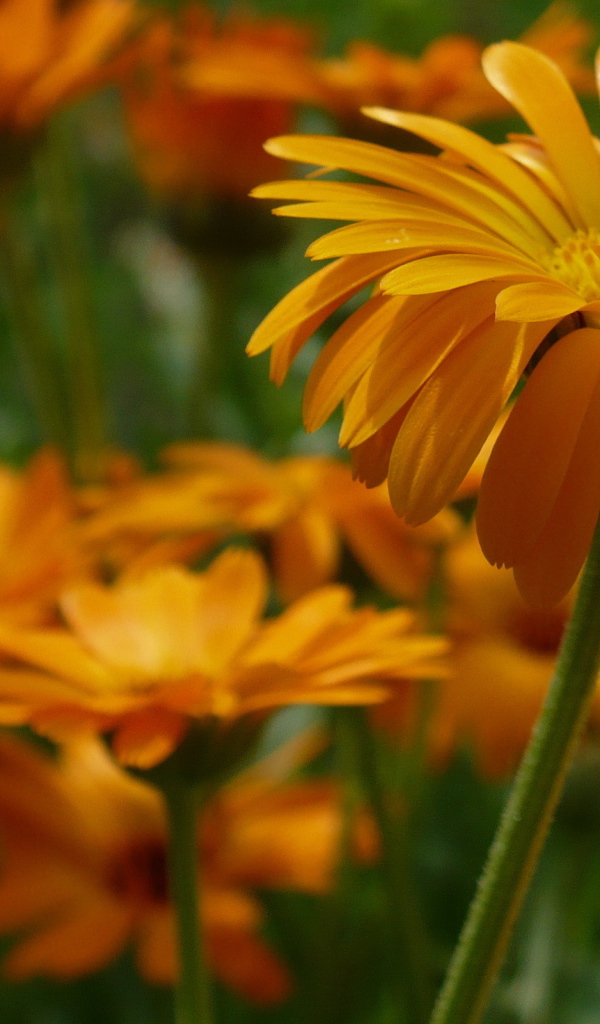 Яркие герберы