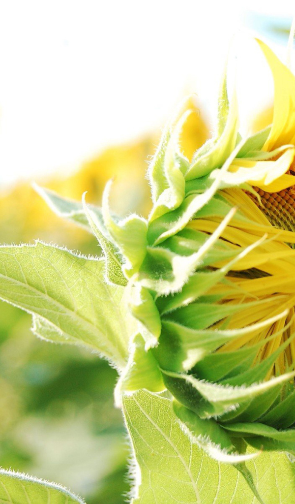 Распускающийся подсолнух