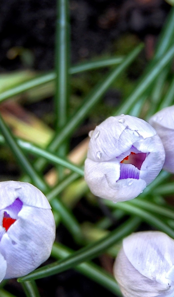 Бутоны шафрана