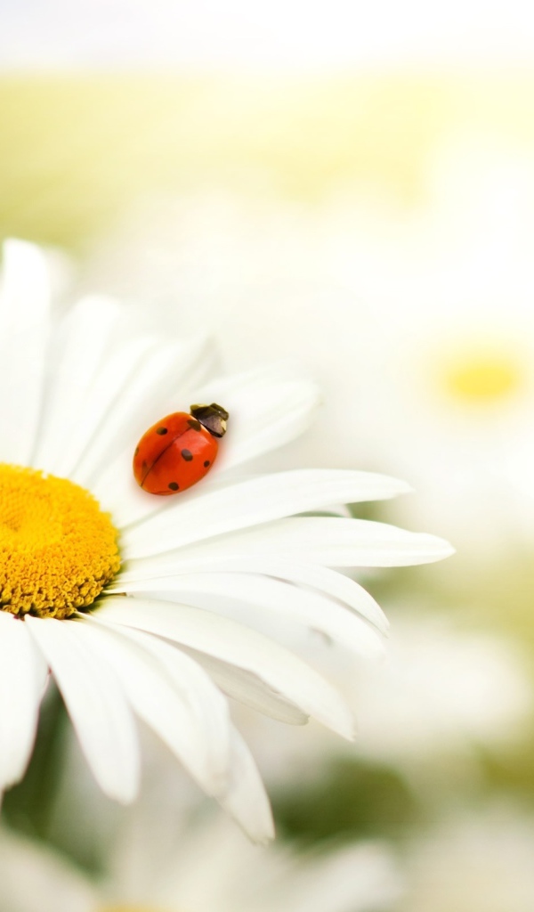 Ромашка и божья коровка