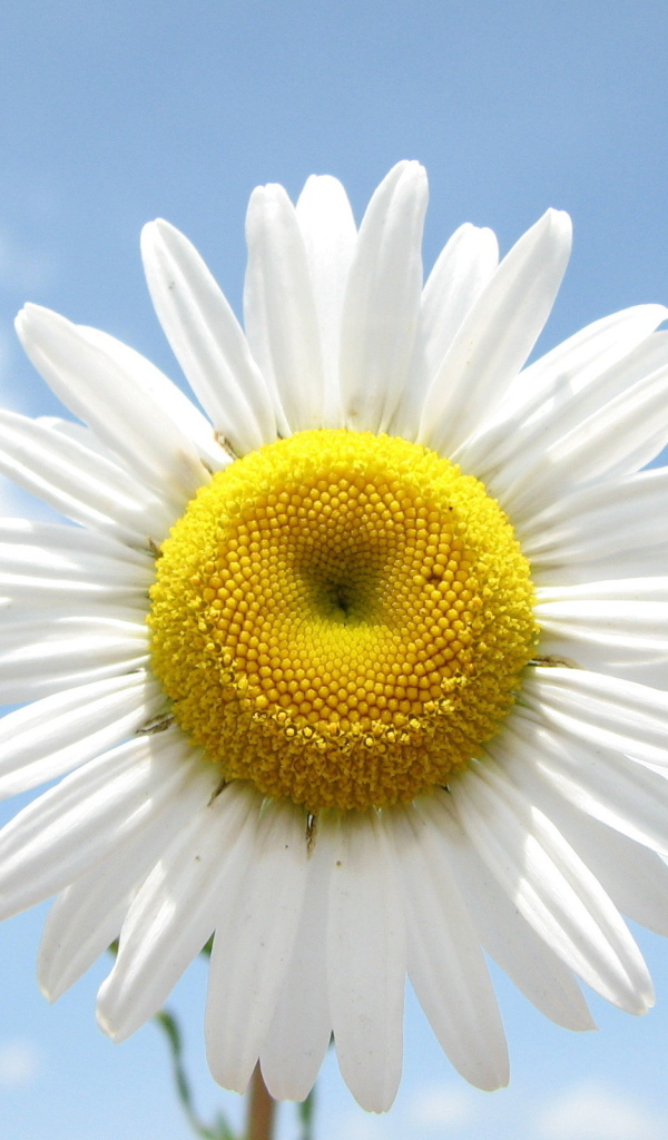 Веселая ромашка