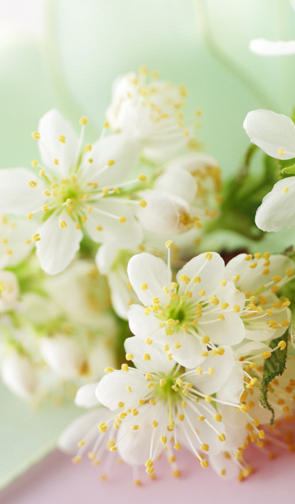 Вишневый цвет