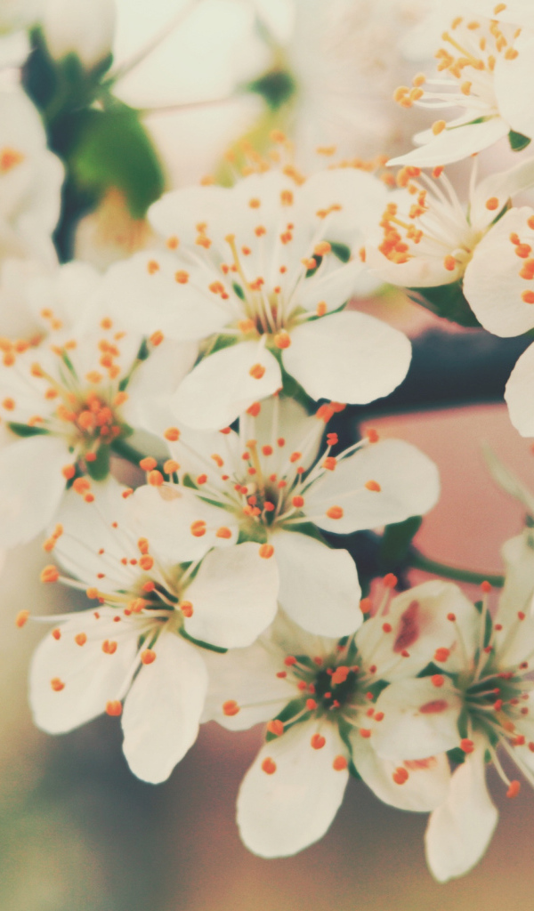 Цветение вишни