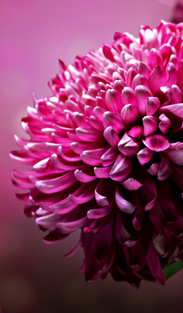 Хризантема