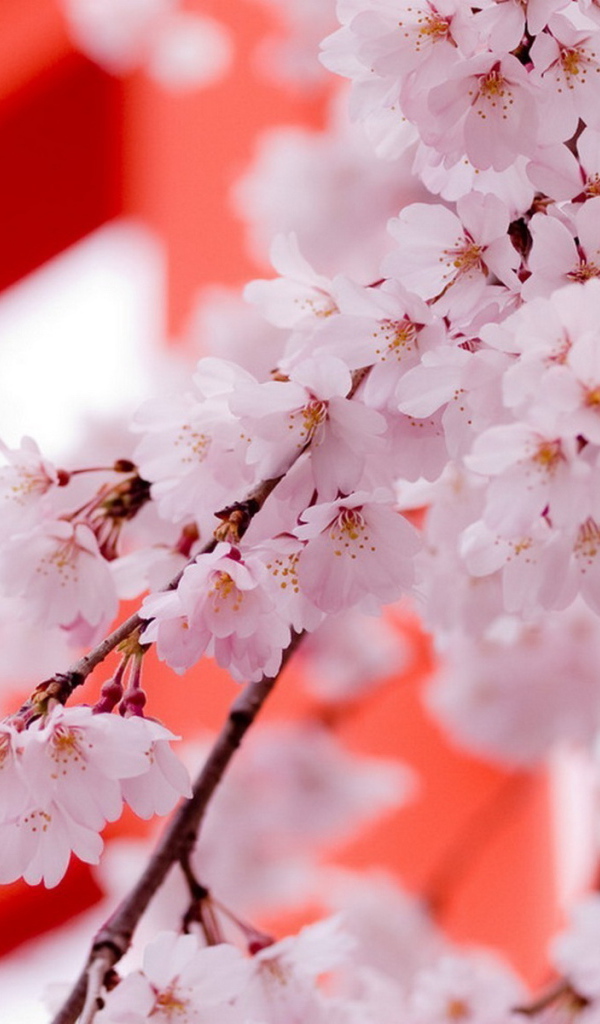 Цвет саккуры