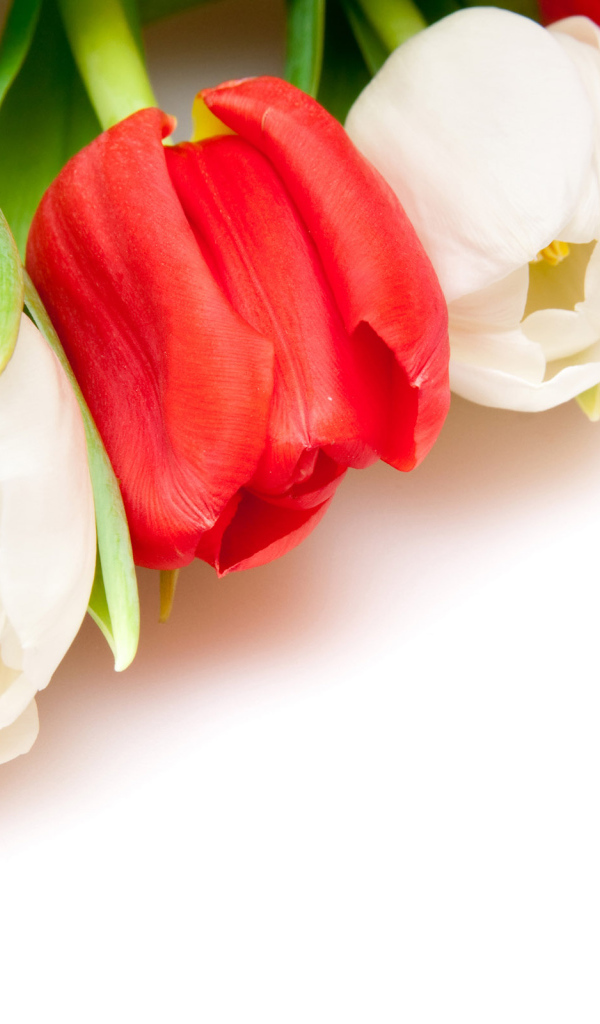 Разноцветные тюльпаны