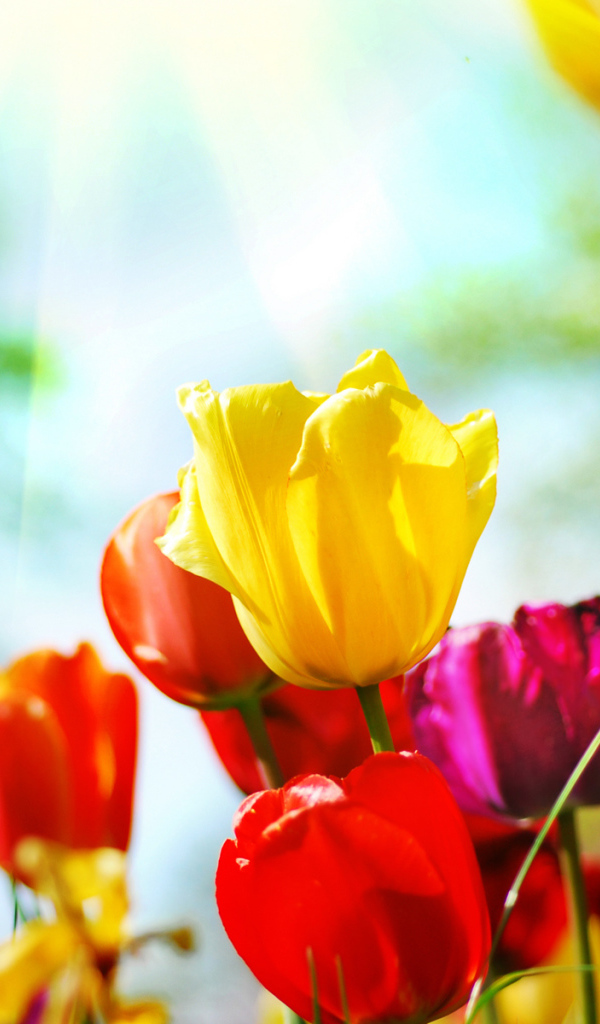 Разноцветные тюльпаны