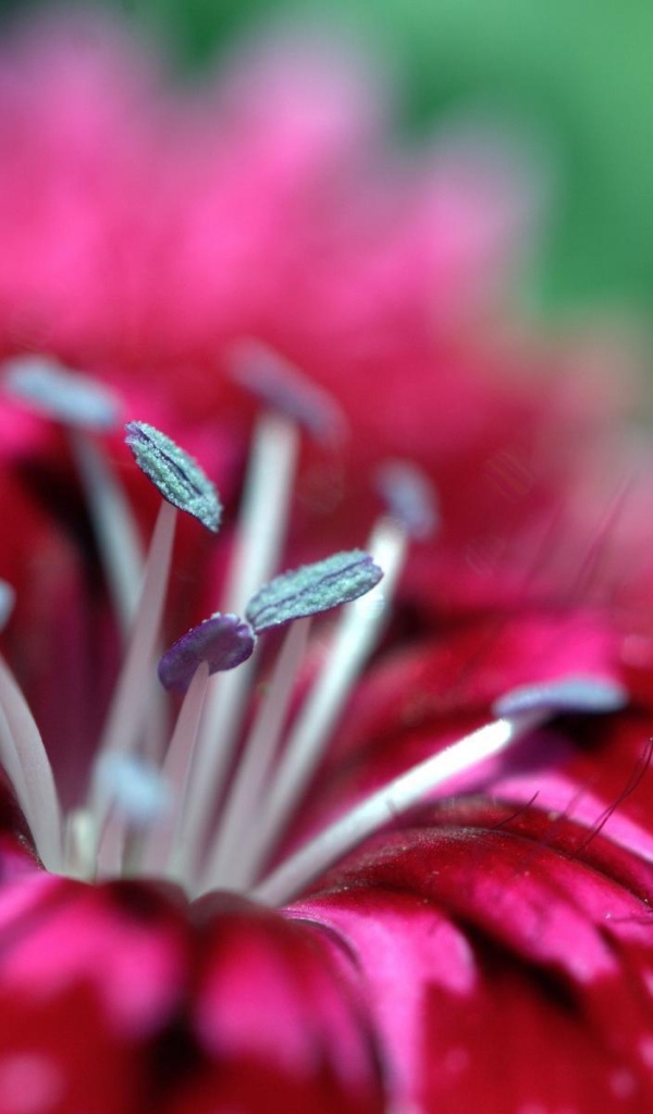 Малиновый цветок