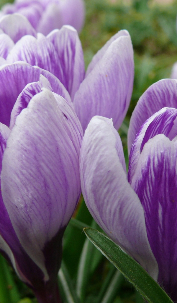 бутоны Крокусов