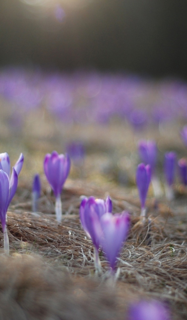 Расцветающие крокусы