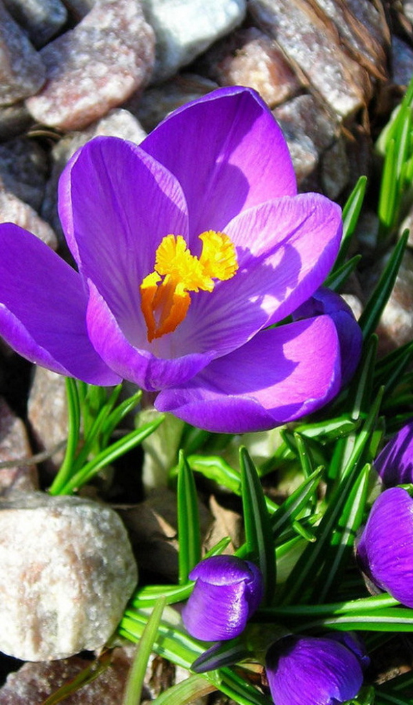 Крокусы на камнях