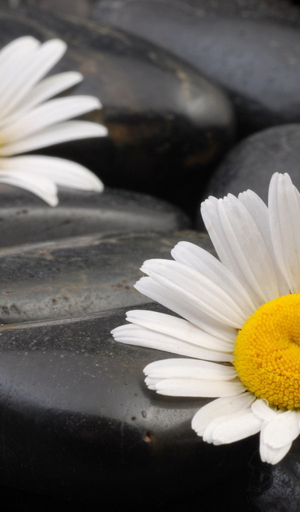 Ромашки среди камней