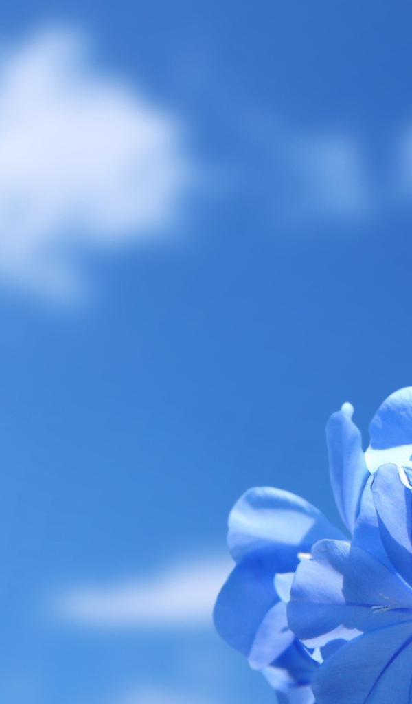 Нежные цветочки