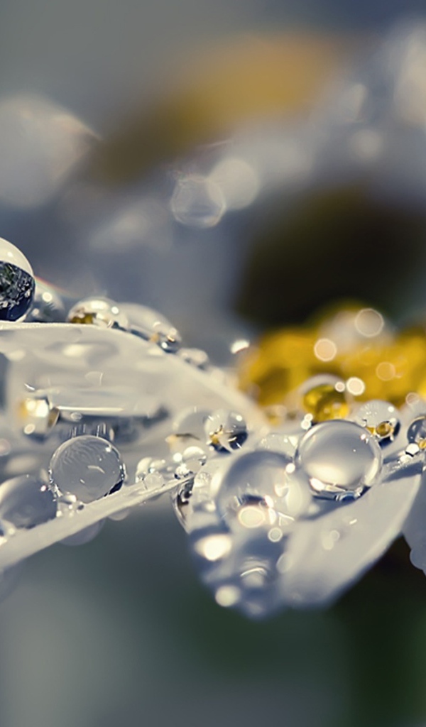 Капли на лепестках, макро