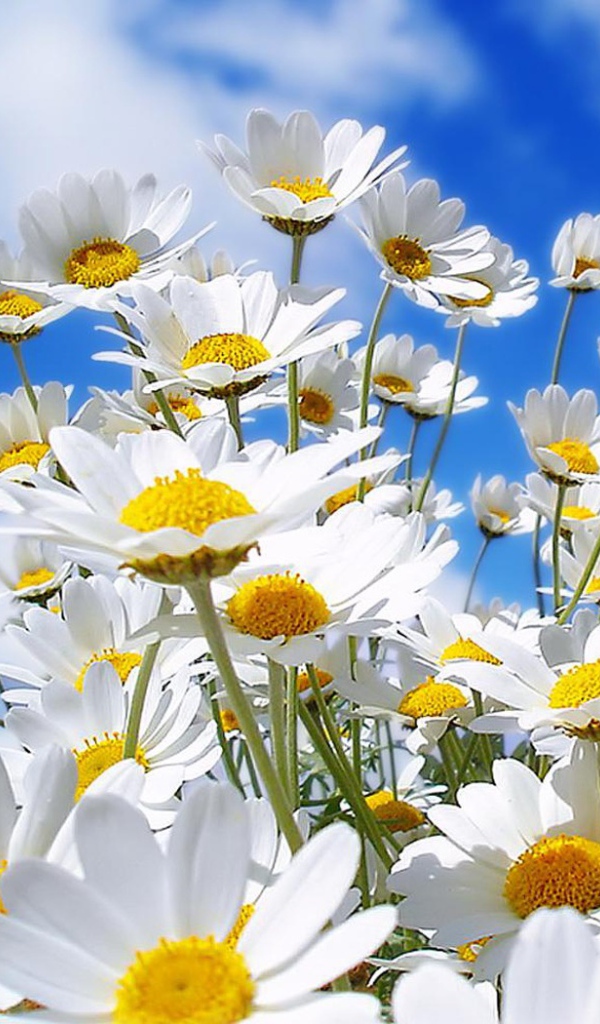 Семейка ромашек