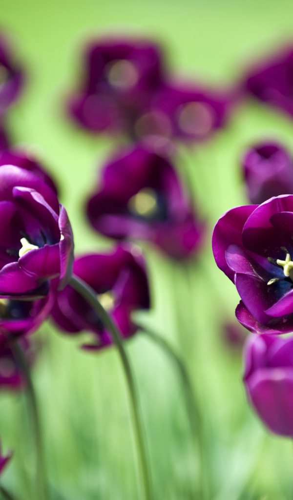 Поле тюльпанов