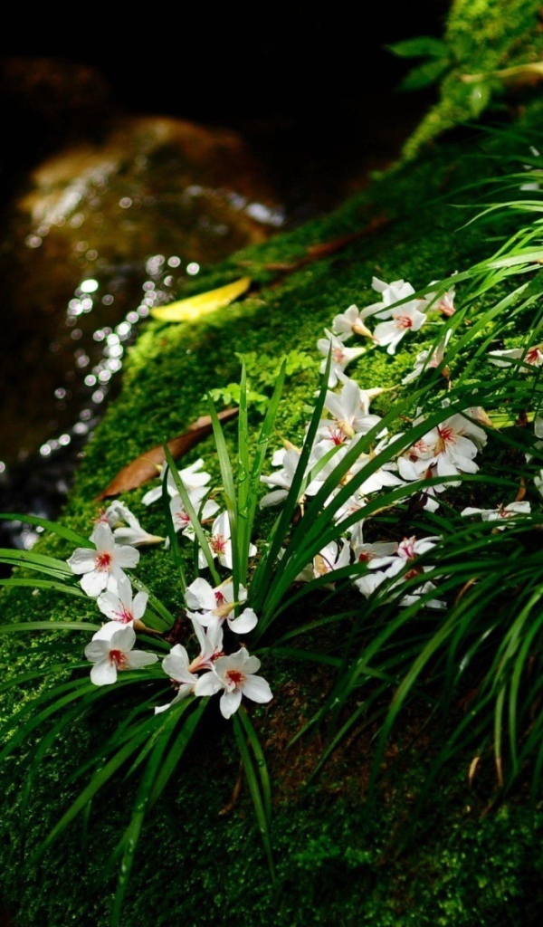 Цветочки у ручья