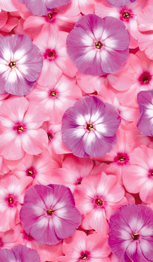 Цветочный ковер